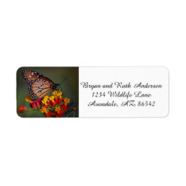 Königsschmetterling auf tropischen Milchkraut