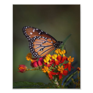 Königsschmetterling auf tropischen Milchkraut Fotodruck