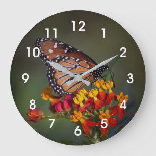 Königsschmetterling auf tropischen Milchkraut Große Wanduhr