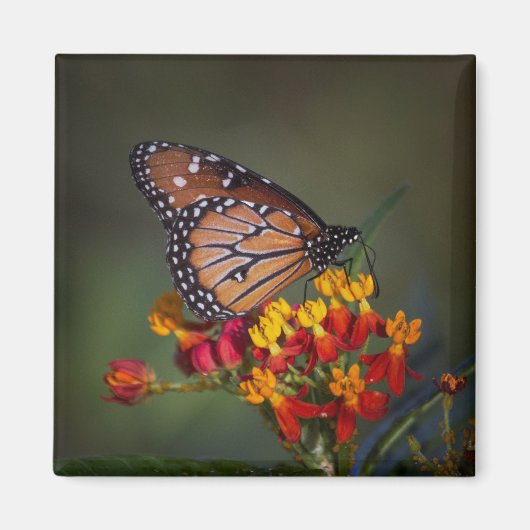 Königsschmetterling auf tropischen Milchkraut Magnet (Vorne)