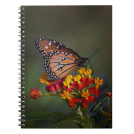 Königsschmetterling auf tropischen Milchkraut Notizblock