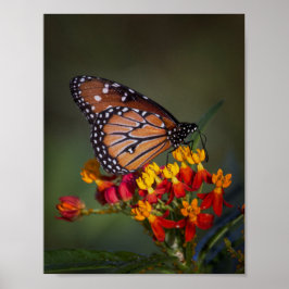 Königsschmetterling auf tropischen Milchkraut Poster