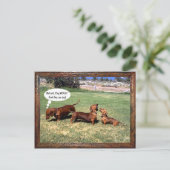 Können Dackeln singen? Vielleicht nicht........... Postkarte (Stehend Vorderseite)