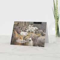 Können wir ihn Behalten haben? Donkeys mit dem Bab