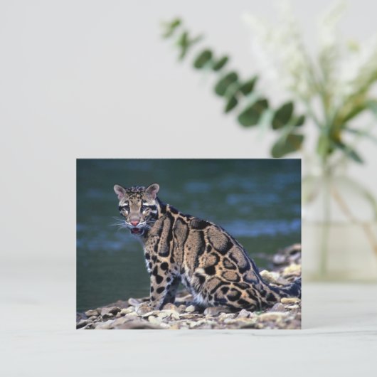 Kontakt mit gedecktem Leopard-Auge Postkarte (Stehend Vorderseite)