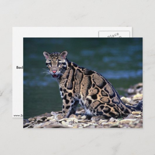 Kontakt mit gedecktem Leopard-Auge Postkarte (Vorne/Hinten)
