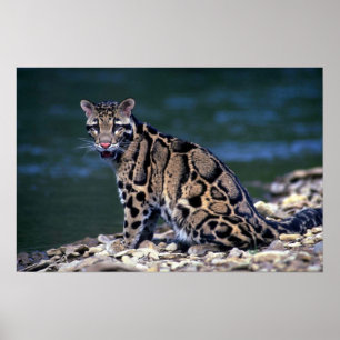 Kontakt mit gedecktem Leoparden Poster