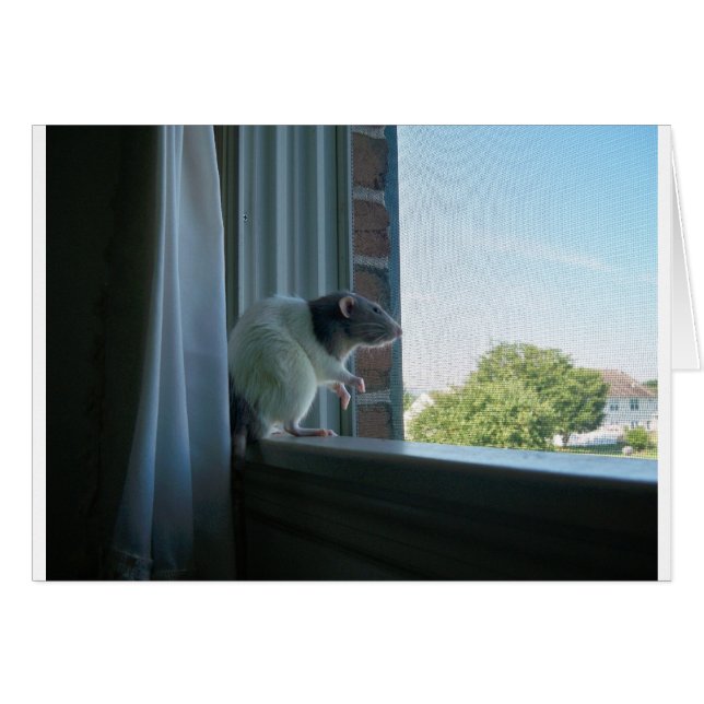 Kontemplationsrat (Vorderseite (Horizontal))