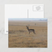 Kontemplative Antelope Postkarte (Vorne/Hinten)