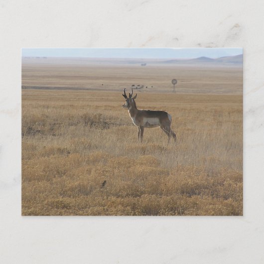 Kontemplative Antelope Postkarte (Vorderseite)