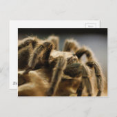 Kontemplative Spione - Tarantula Art Image 8 Postkarte (Vorne/Hinten)