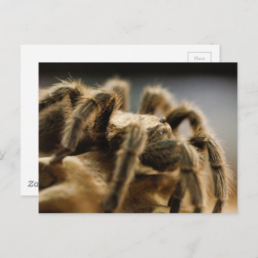 Kontemplative Spione - Tarantula Art Image 8 Postkarte (Vorne/Hinten)