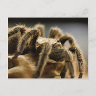 Kontemplative Spione - Tarantula Art Image 8 Postkarte