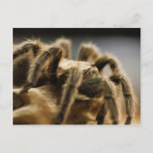 Kontemplative Spione - Tarantula Art Image 8 Postkarte (Vorderseite)