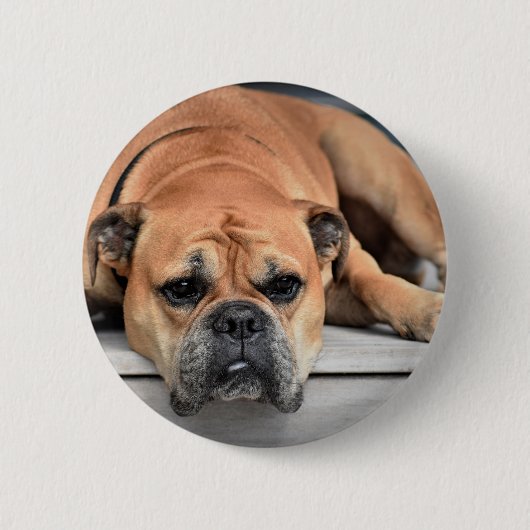 Kontinentaler Bulldog individuell anpassbar Button (Vorderseite)