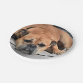 Kontinentaler Bulldog individuell anpassbar Pappteller (Schrägansicht)