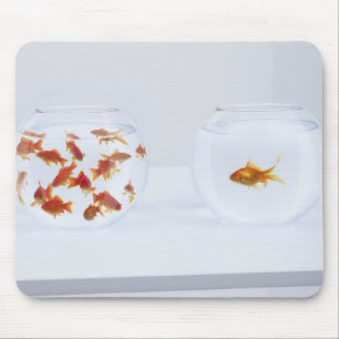 Kontrast von vielen Goldfisch im fishbowl und Mousepad