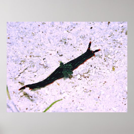 Kontrastierender Zweig Poster (Vorne)