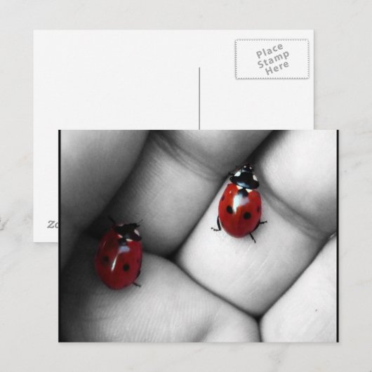 Kontrastlebens Postkarte (Vorne/Hinten)