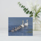 Konvoi Swans Postkarte (Stehend Vorderseite)