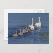 Konvoi Swans Postkarte (Vorne/Hinten)