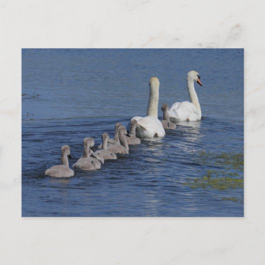 Konvoi Swans Postkarte (Vorderseite)