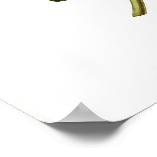 Konvolvulus tricolor poster (Ecke)