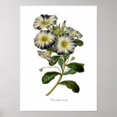 Konvolvulus tricolor poster (Vorne)