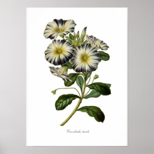 Konvolvulus tricolor poster