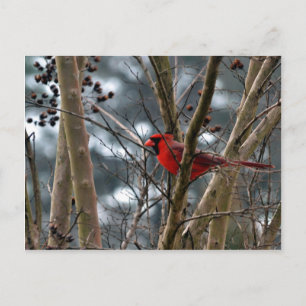 Konzentration männlichen Kardinals Postkarte