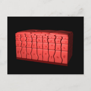 Konzept des ratifizierten Plattenepithels 2 Postkarte