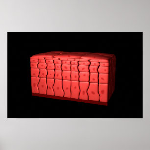 Konzept geschichteten schuppenartigen Epithels 2 Poster