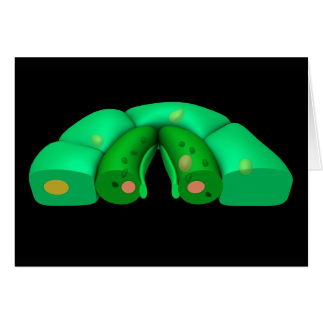 Konzeptbild von Stomata 2 (Vorderseite (Horizontal))