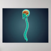 Konzeption des menschlichen Gehirns, des Schädels Poster (Vorne)