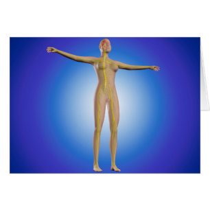 Konzeption des Nervensystems bei Frauen