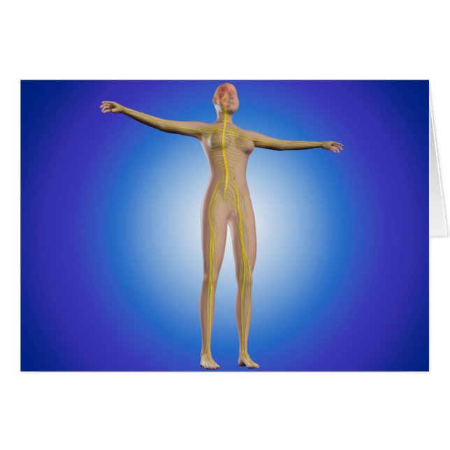 Konzeption des Nervensystems bei Frauen (Vorderseite (Horizontal))