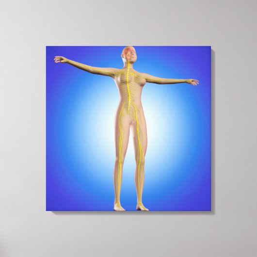 Konzeption des Nervensystems bei Frauen Leinwanddruck (Vorderseite)