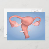Konzeption des weiblichen Fortpflanzungsorgans 1 Postkarte (Vorne/Hinten)