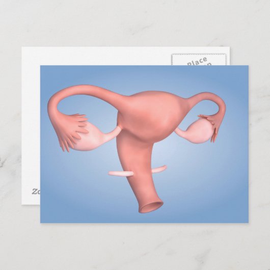 Konzeption des weiblichen Fortpflanzungsorgans 1 Postkarte (Vorne/Hinten)