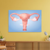 Konzeption des weiblichen Fortpflanzungsorgans 2 Leinwanddruck (Insitu (Wohnzimmer))