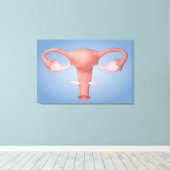 Konzeption des weiblichen Fortpflanzungsorgans 2 Leinwanddruck (Insitu (Holzboden))