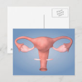 Konzeption des weiblichen Fortpflanzungsorgans 2 Postkarte (Vorne/Hinten)