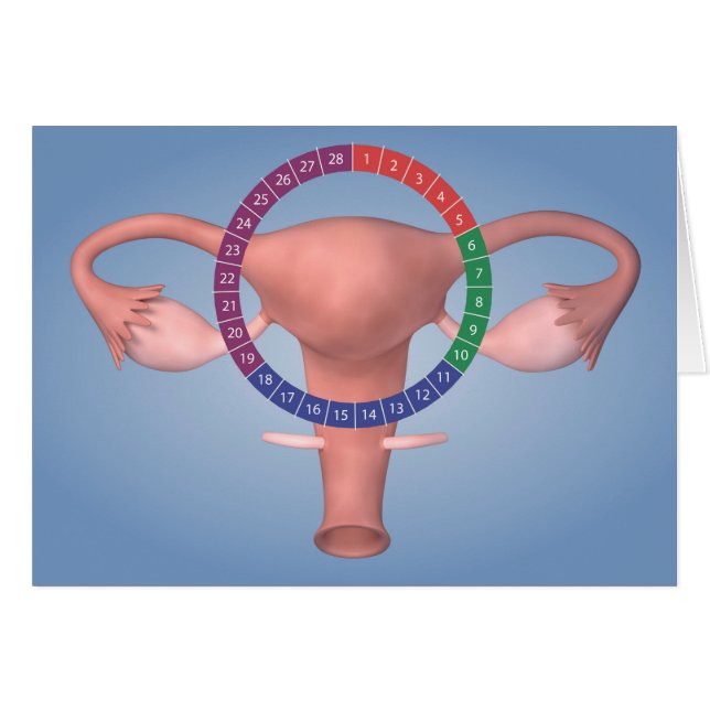 Konzeption des weiblichen Fortpflanzungsorgans 4 (Vorderseite (Horizontal))