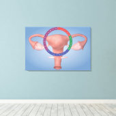 Konzeption des weiblichen Fortpflanzungsorgans 4 Leinwanddruck (Insitu (Holzboden))