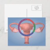 Konzeption des weiblichen Fortpflanzungsorgans 4 Postkarte (Vorne/Hinten)