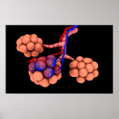 Konzeptionelles Bild von Alveoli 3 Poster (Vorne)