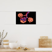 Konzeptionelles Bild von Alveoli 3 Poster (Küche)