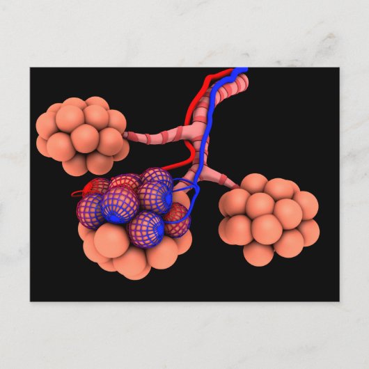 Konzeptionelles Bild von Alveoli 3 Postkarte (Vorderseite)