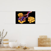 Konzeptionelles Bild von Alveoli 4 Poster (Küche)