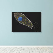 Konzeptionelles Bild von Euglena 1 Leinwanddruck (Insitu (Holzboden))
